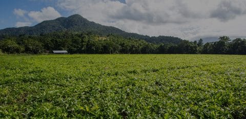 Tea Fields